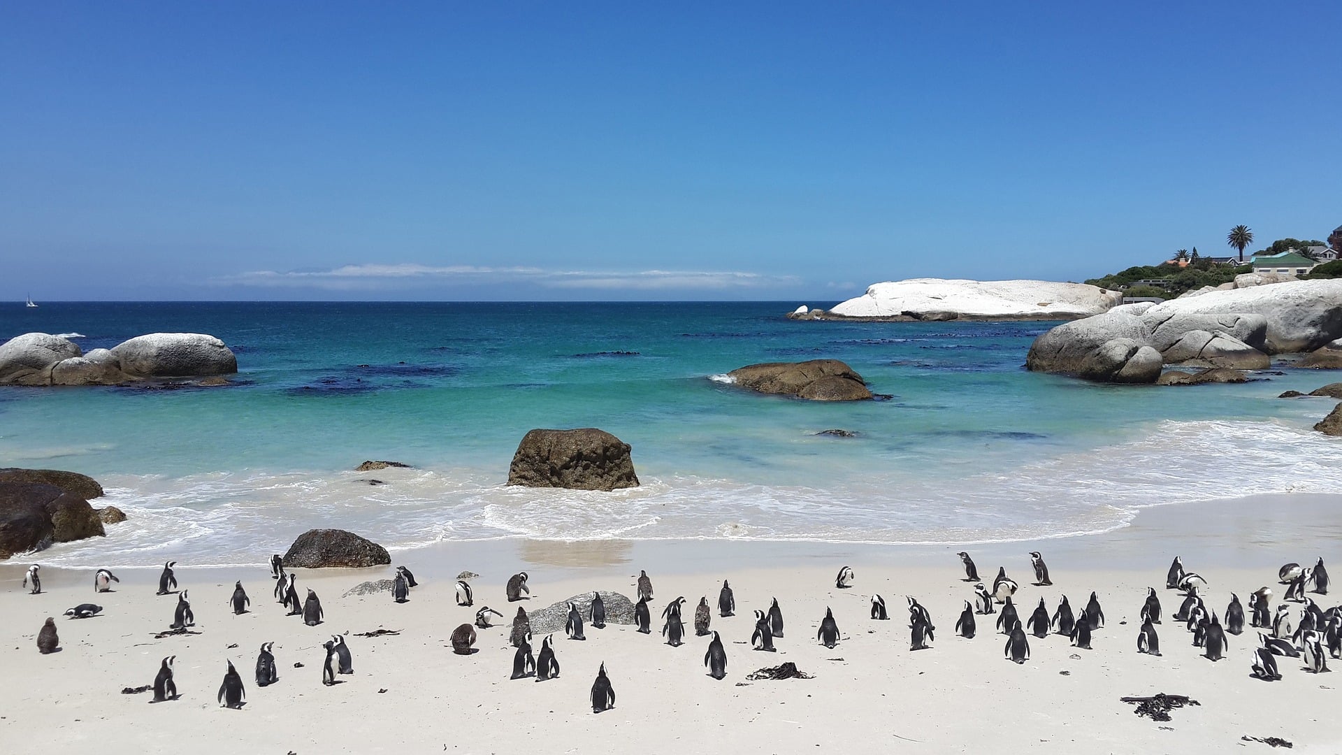 Boulders beach in Cape Town
