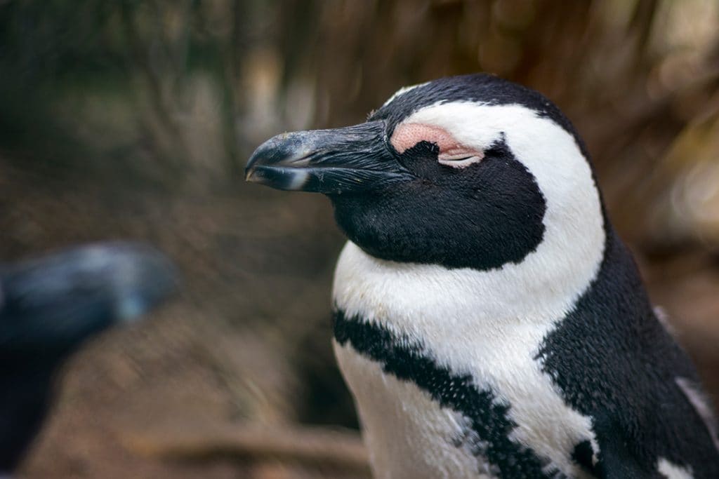 African penguin sleeping at Boulders Beach colony